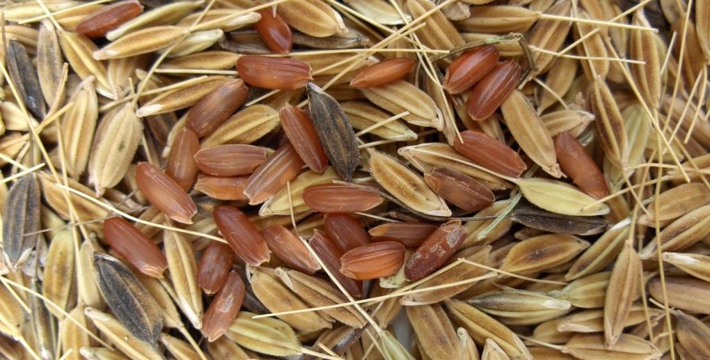 WeedyRice-1024×765 Weedy Rice