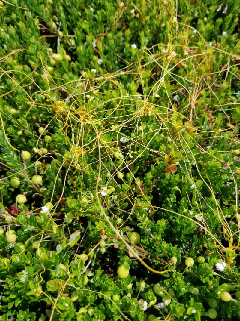 WhiteSpringsDodder-800×1067 White Springs Dodder