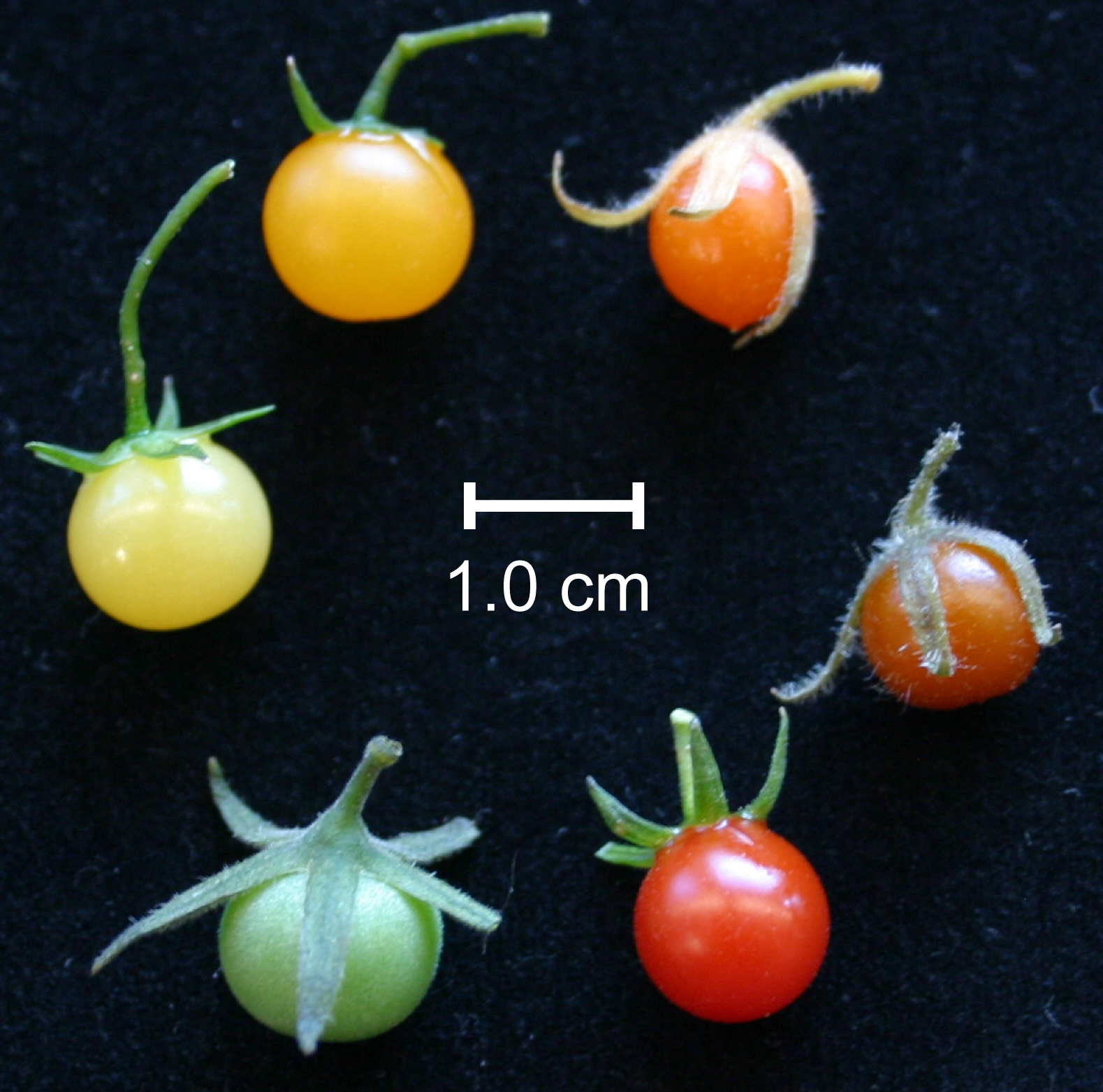 solanum_colors Solanum Colors